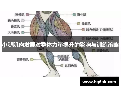 小腿肌肉发展对整体力量提升的影响与训练策略